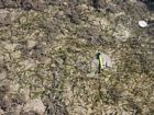 Surface view of seagrass covered region of the NW Reef Flat at low tide. Pencil for scale.